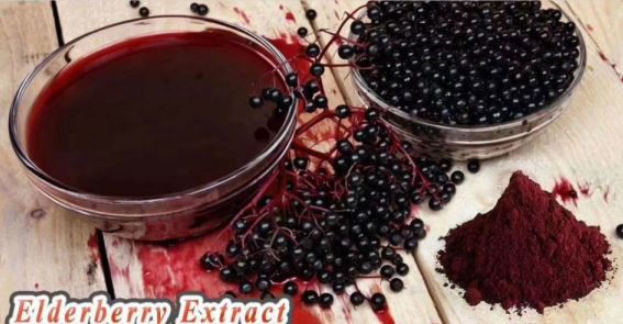 elderberry extract manufacturers supply