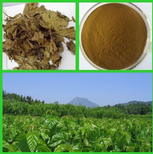 mulberry leaf extract-1