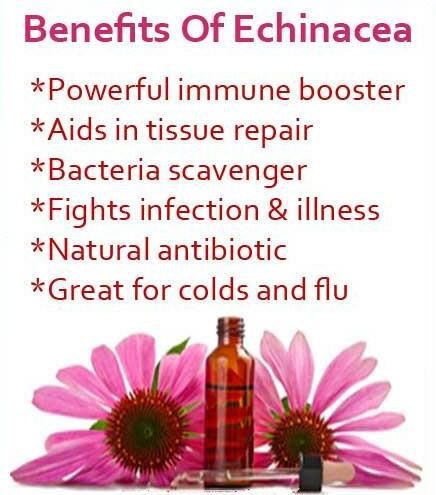 Benefits of echinacea purpurea extract.jpg