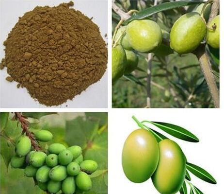 Organic Olive Leaf Extract