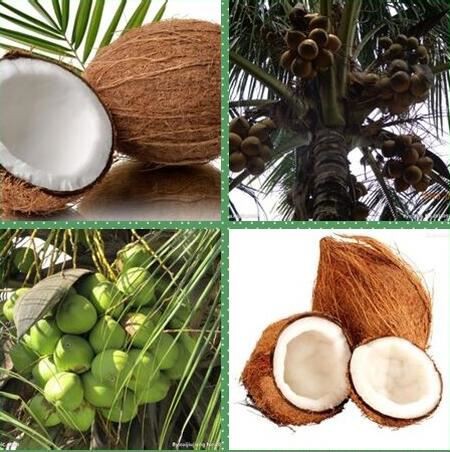 Coconut Fruit Powder-1