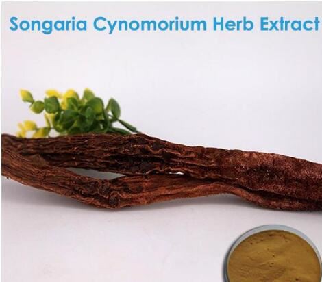 Cynomorium Songaricum Extract