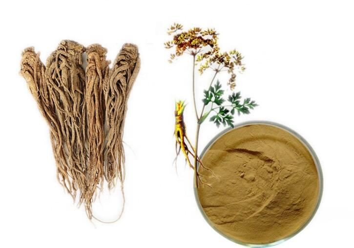 Angelica Root Extract