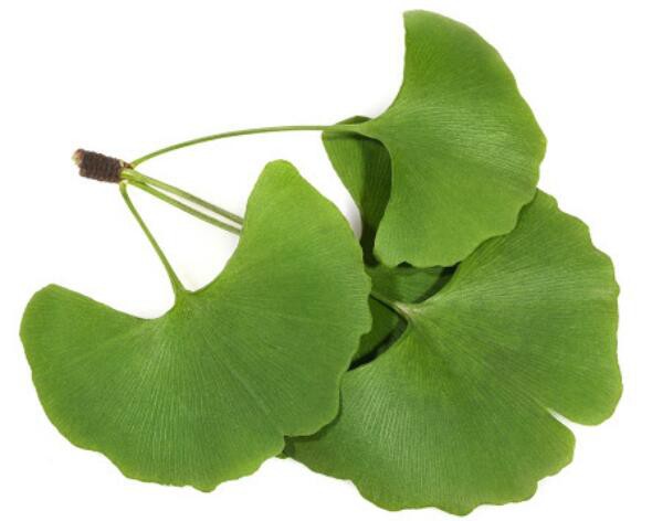 Ginkgo Leaf Extract-1