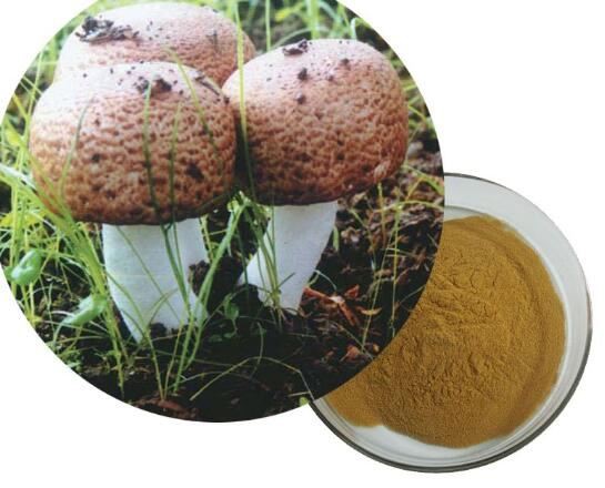 Agaricus Blazei Mushroom Extract-1