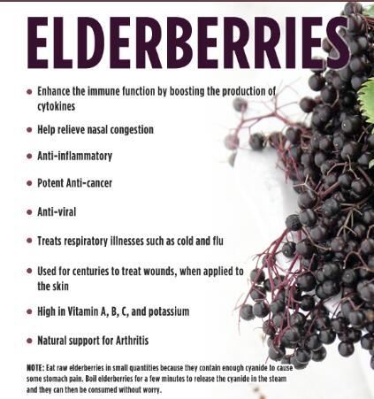Elderberry Extract Powder Benefits