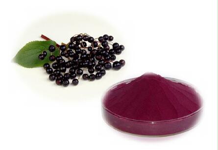 Organic Elderberry Extract-1