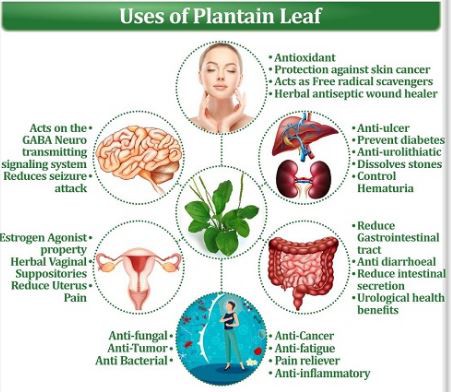 Plantain Leaf Extract Benefits.png