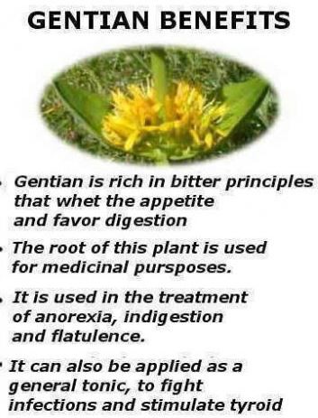 Gentian Root Powder Benefits