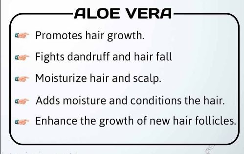 Organic Freeze Dried Aloe Vera Powder Benefits