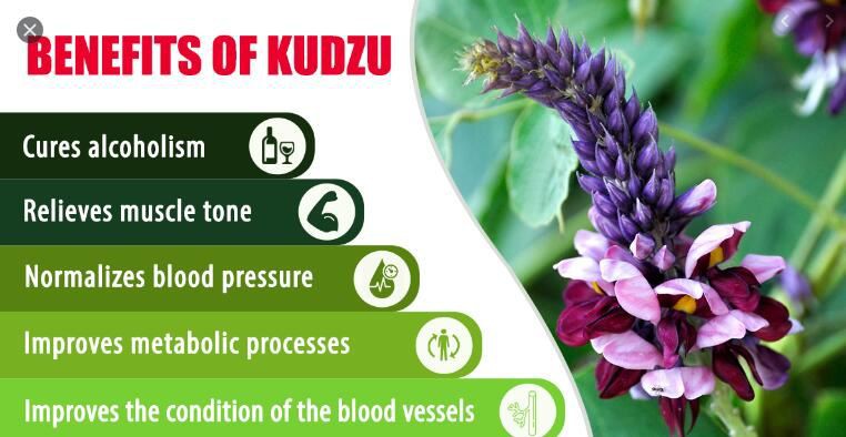 kudzu root powder benefits