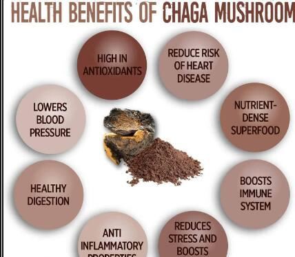 Chaga Extract Powder Benefits