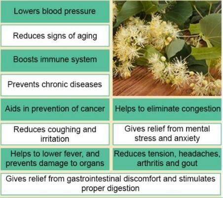 Linden Flower Extract benefits