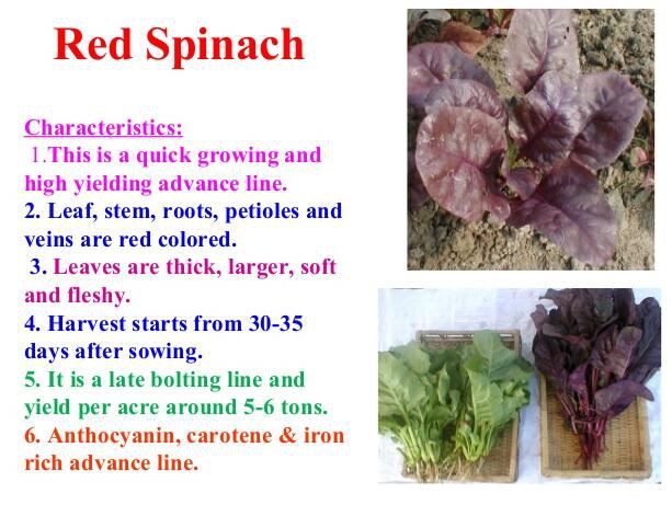 Red Spinach Benefits
