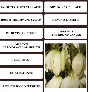 yucca benefits
