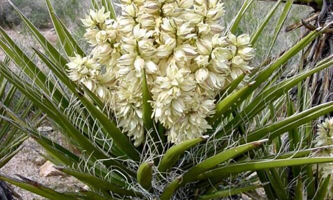 yucca schidigera extract powder benefits
