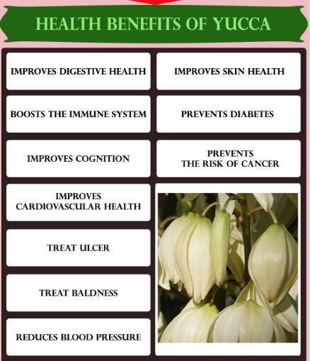 yucca root extract benefits