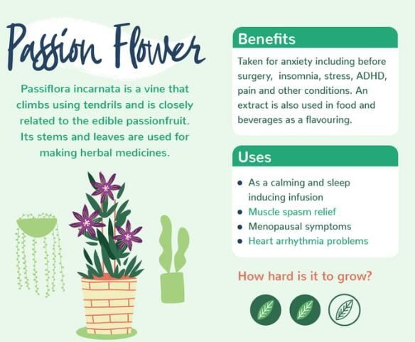 passiflora incarnata extract benefits