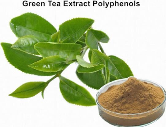 green tea powder bulk