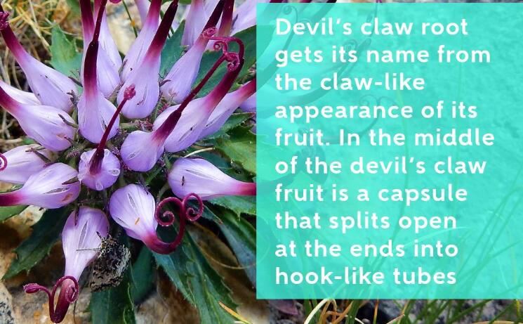 devil's claw benefits