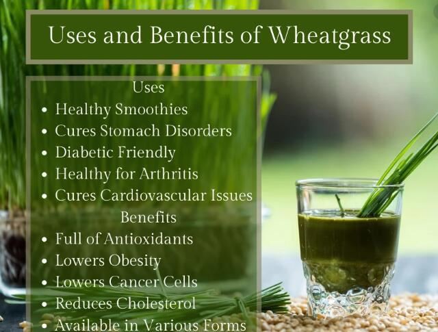 Wheatgrass benefits