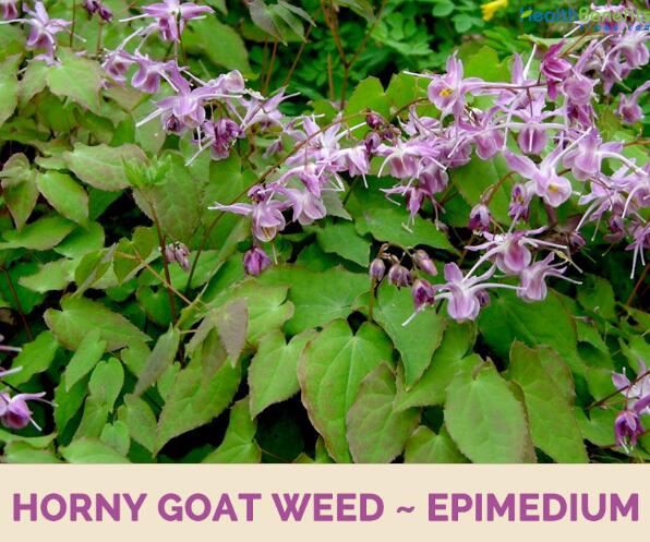Epimedium herb BENEFITS