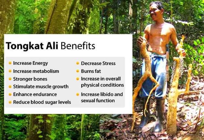 Tongkat Ali Powder Benefits