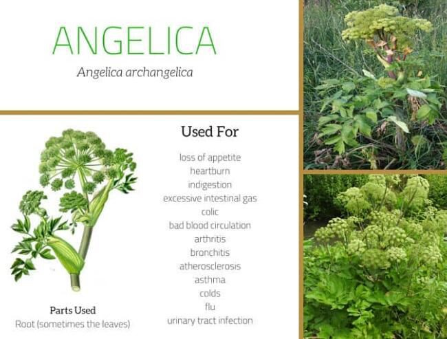 Angelica root benefits