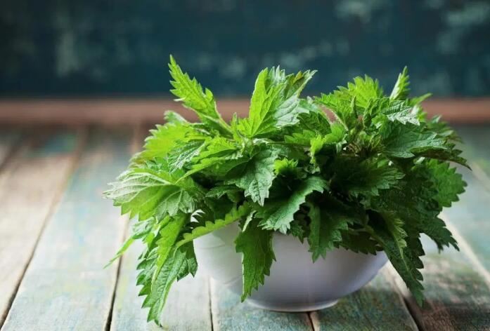 Nettle Root Extract Application