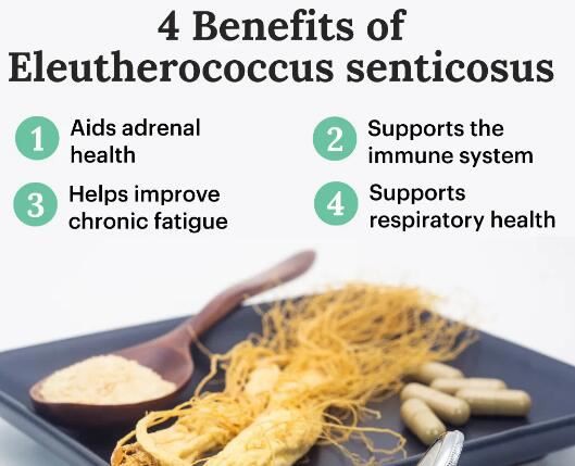 Eleutherococcus Senticosus benefits