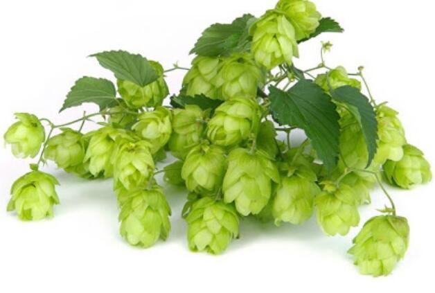 hops cone extract