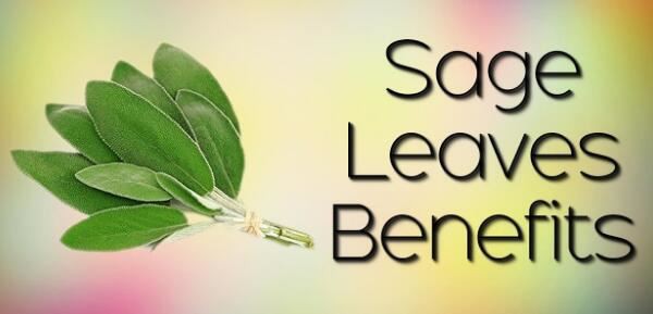 sage leaf extract benefits