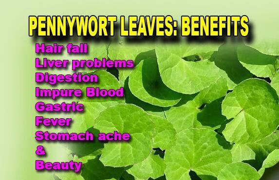 Pennywort Extract benefits