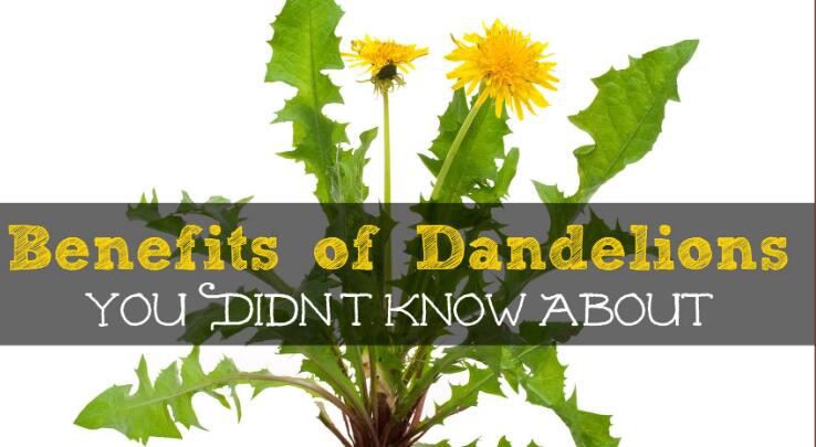 Dandelion Powder Benefits