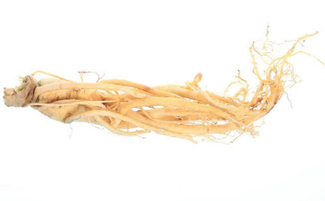 asian ginseng extract