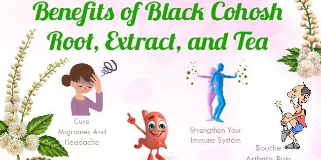 Black Cohosh Extract Application