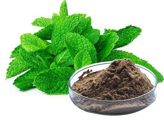 peppermint leaf extract