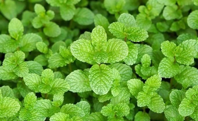 peppermint leaf extract benefits