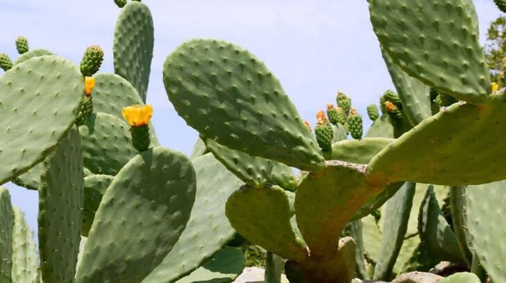cactus powder benefits