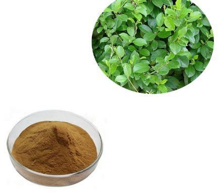 gymnema leaf extract