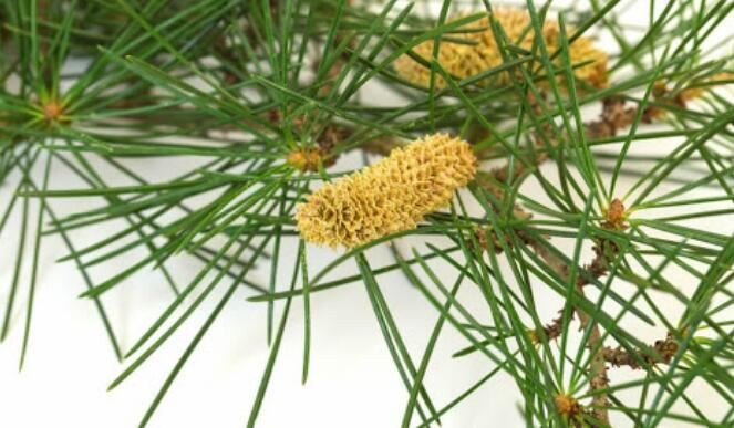 Pine Pollen Extract Benefits
