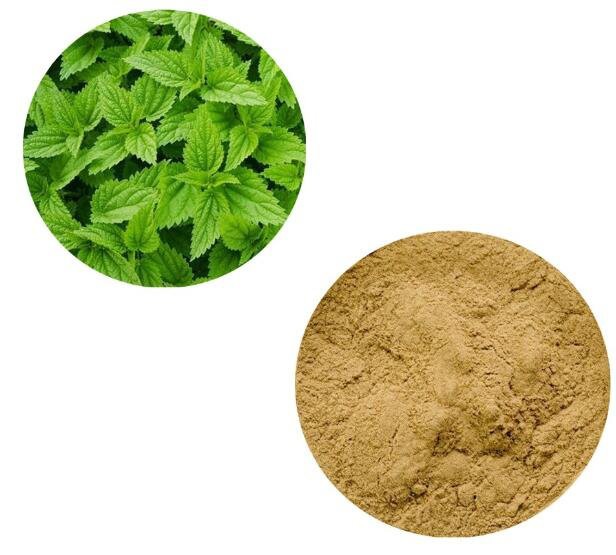 stinging nettle root extract powder