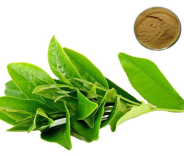 camellia sinensis green tea extract