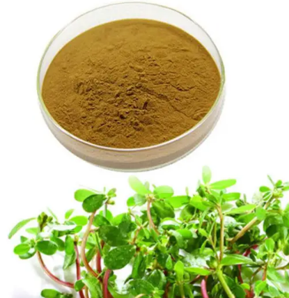 brahmi leaf extract