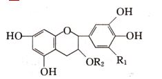  Green Tea Extract FS