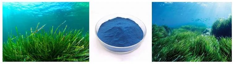 Hot Selling Product Wholesales Phycocyanin Powder