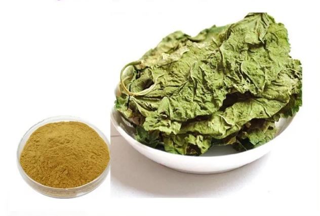 mulberry leaf extract