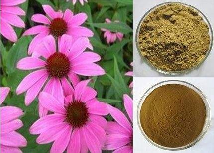 Echinacea Extract-1.png