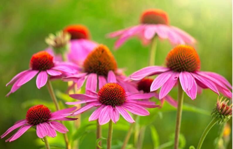 Echinacea Extract-2