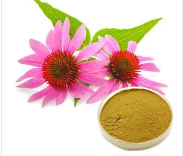 echinacea purpurea extract